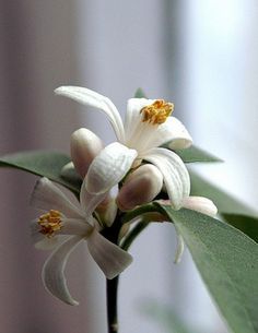 a white flower with green leaves in front of a window