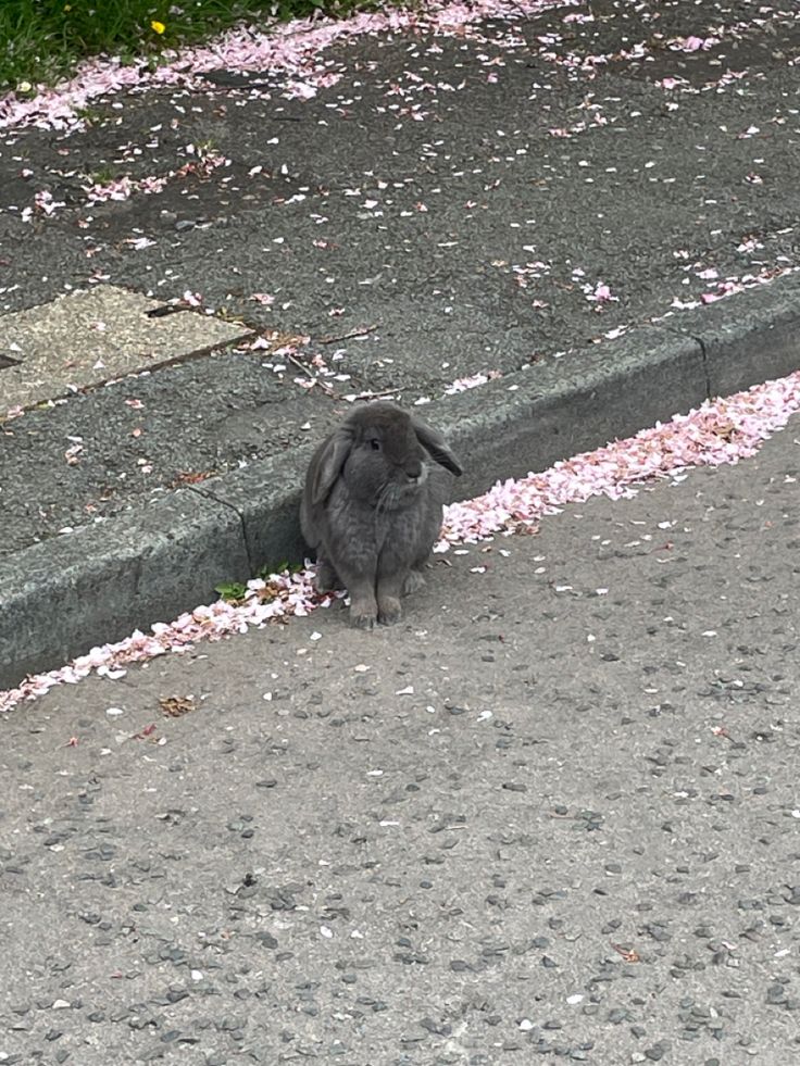 a rabbit sitting on the side of a road next to a sidewalk with pink flowers all over it