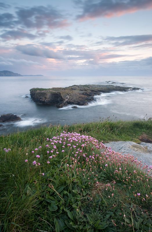 pink flowers growing on the side of a cliff by the ocean with waves crashing in