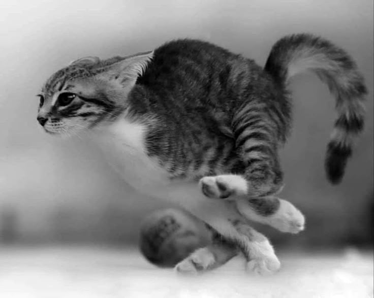 a black and white photo of a cat jumping in the air with it's front paws out