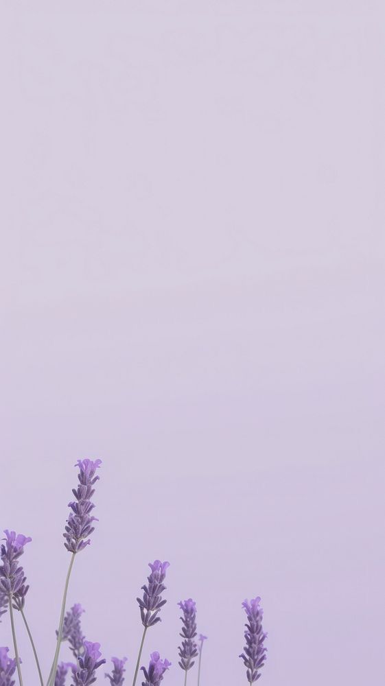 lavender flowers in front of a purple sky