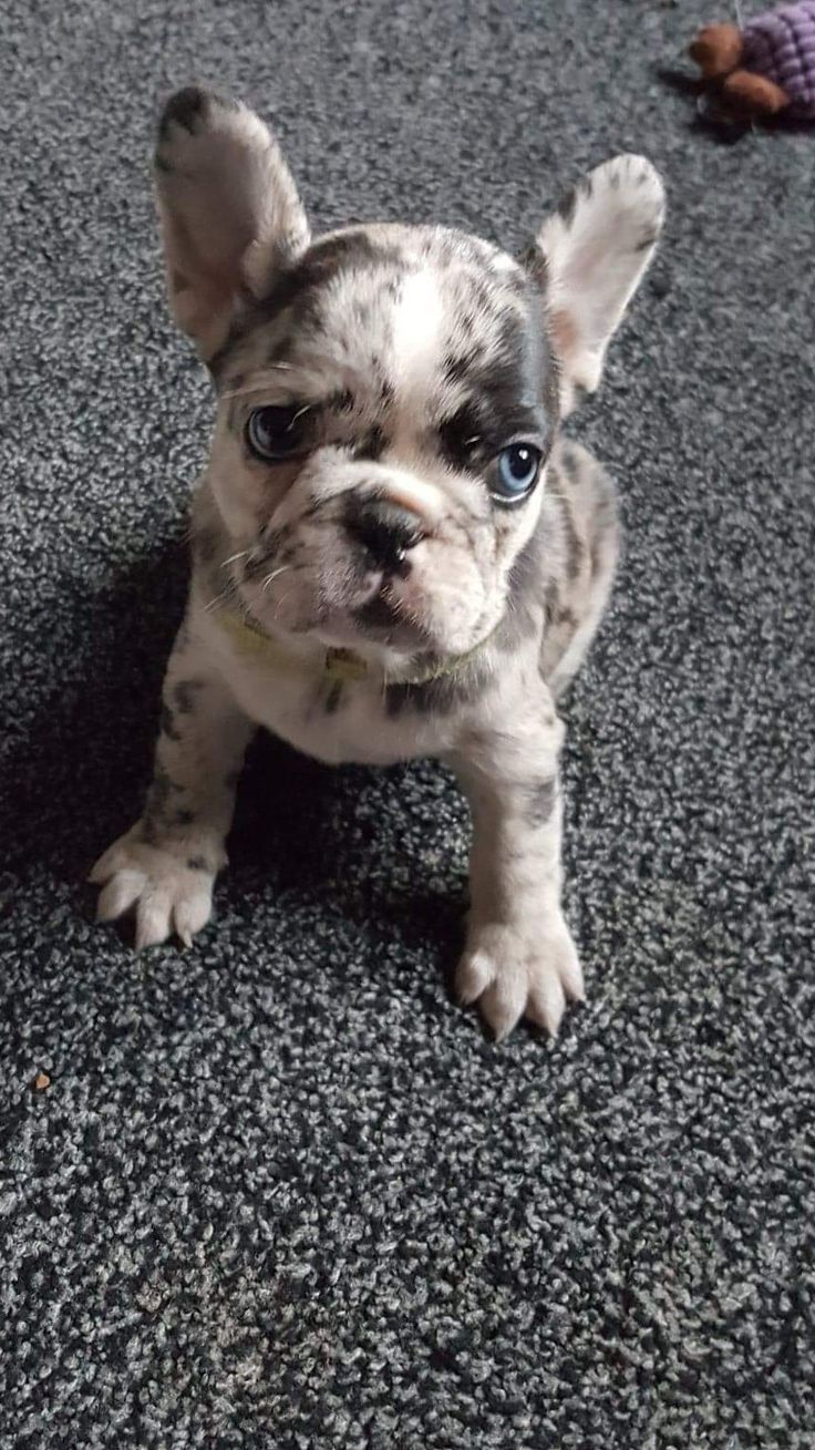 a small gray and white dog sitting on top of a carpet