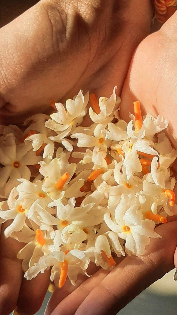 the person is holding out their hands with some flowers in each other's palms