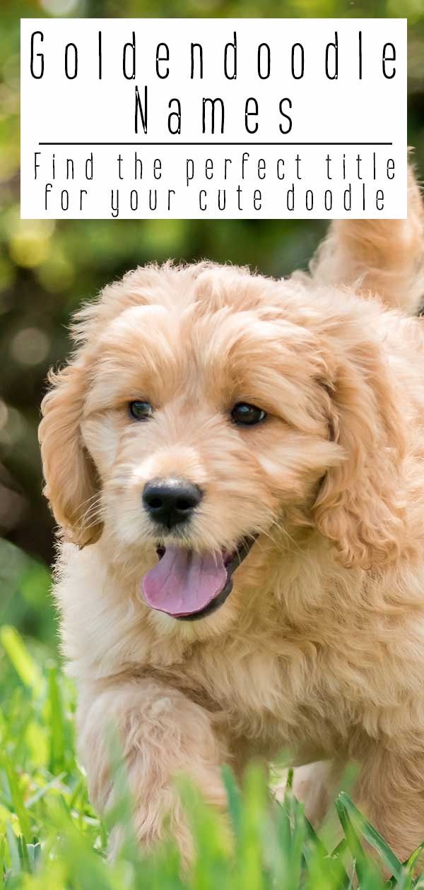 a small brown dog standing on top of a lush green grass covered field with the words, goldendoodle names find the perfect title for your cute doodle