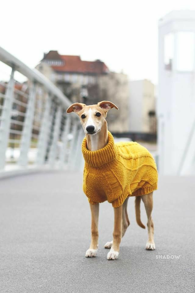 a dog wearing a yellow sweater standing on a bridge