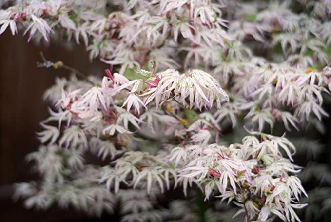 the white flowers are blooming on the tree