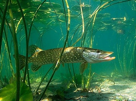 a fish that is swimming in some water next to grass and plants on the ground