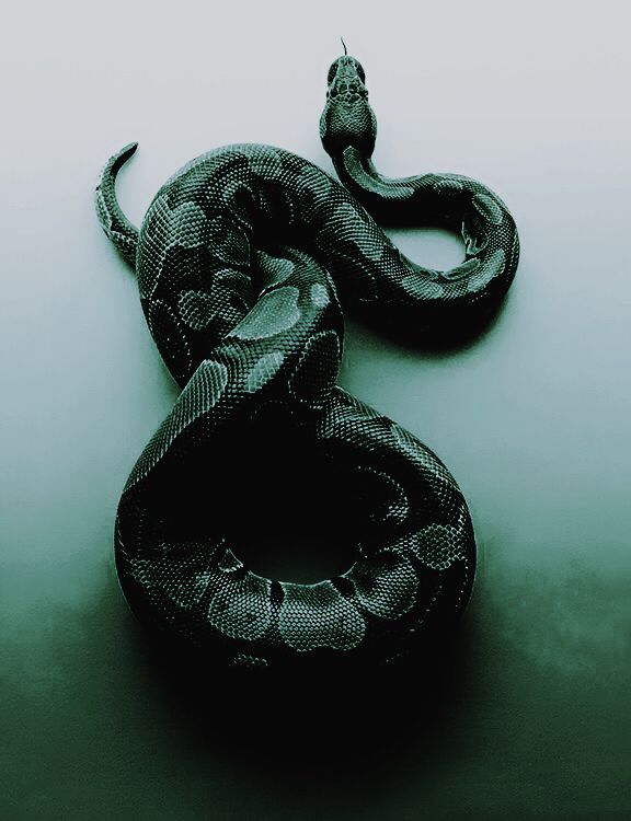 a black and white photo of a snake