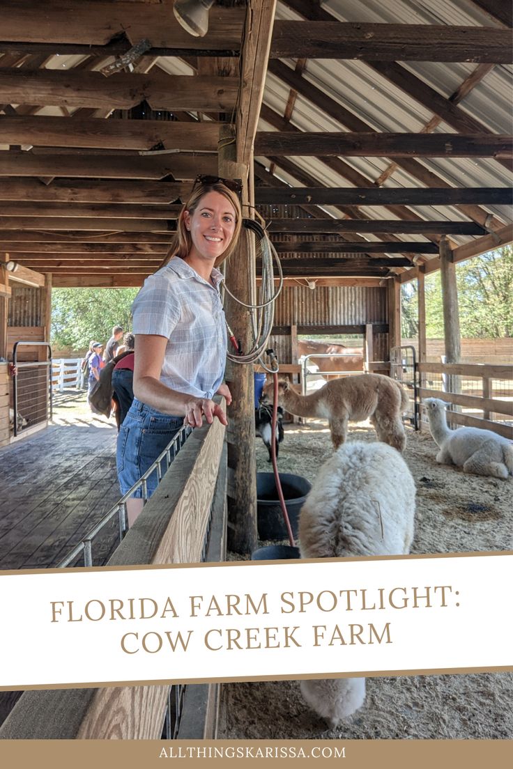 a woman standing next to a cow in a barn with text overlay that reads, florida farm spotlight cow creek farm