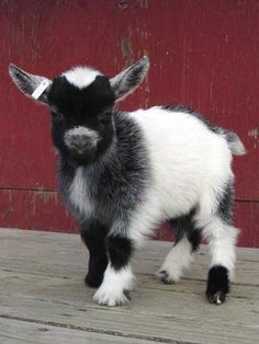 a black and white baby goat standing on top of a wooden floor next to a red wall