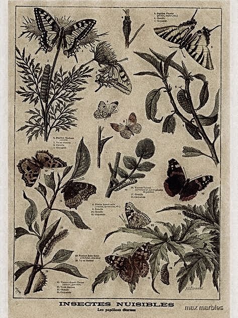 an illustration of butterflies and other plants