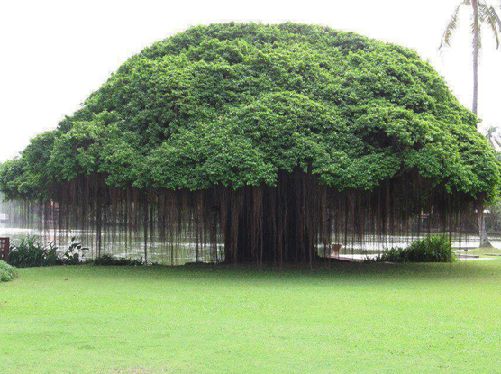 a large green tree in the middle of a park with lots of trees around it