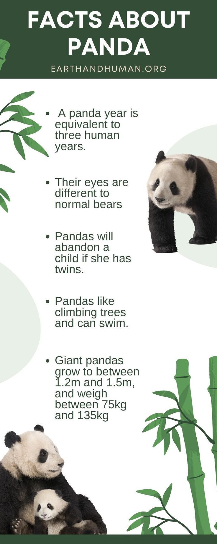 Interesting Facts about panda Panda Habitat Diorama, Panda Habitat Project For Kids, Panda Habitat Project, Panda Bear Activities, Panda Diorama, Panda Facts For Kids, Bear Facts For Kids, Panda Project, Panda For Kids