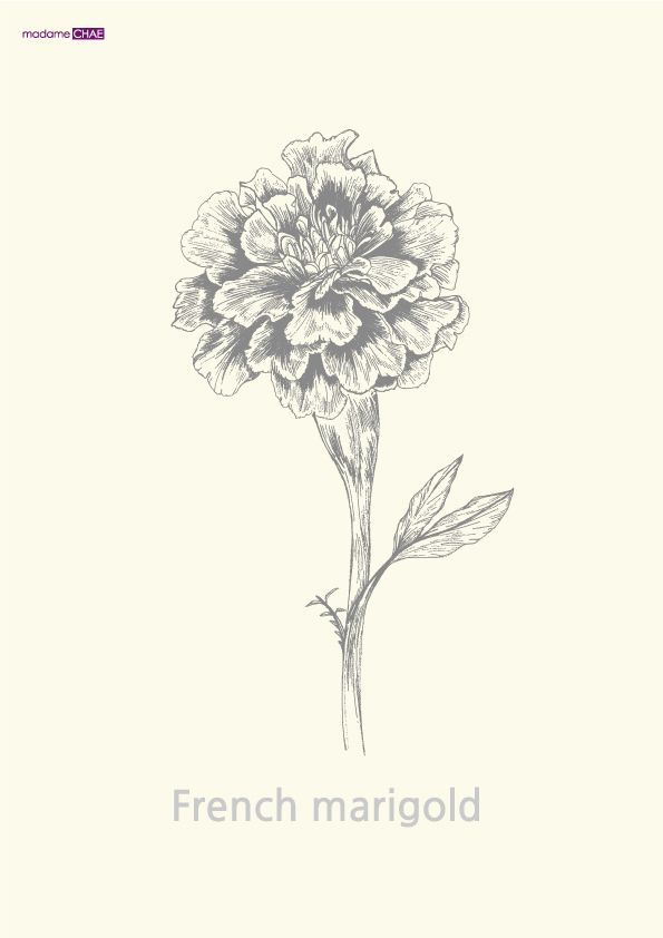 a drawing of a flower with the words french marjold written in blue ink