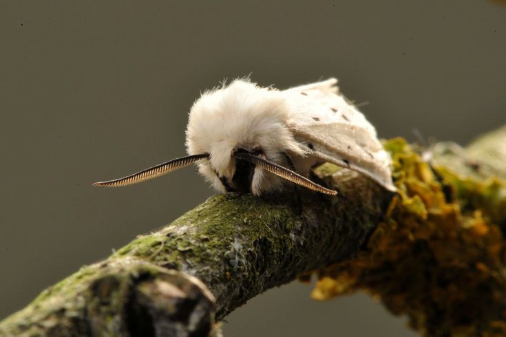 a small white bird sitting on top of a tree branch