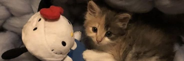 a kitten is sitting next to a stuffed animal