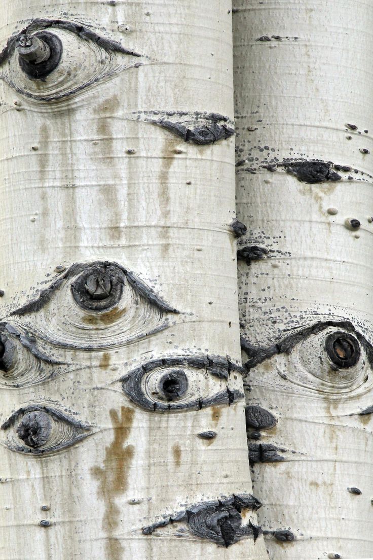 the eyes are drawn on the bark of this tree, which is painted white and black