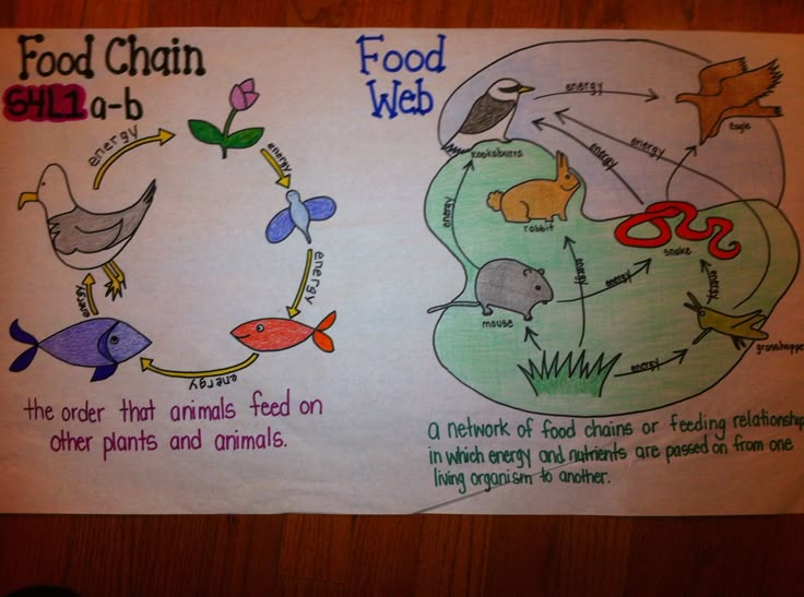 the food chain and web diagram is displayed on a piece of paper that has been drawn