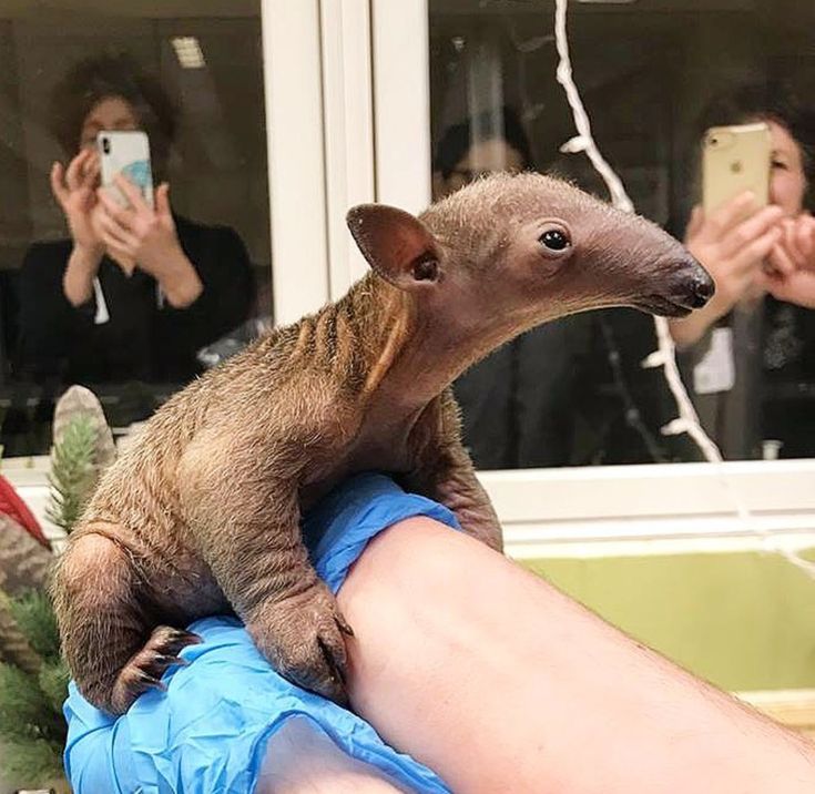 a baby anteater is being held by someone's hand while others take pictures