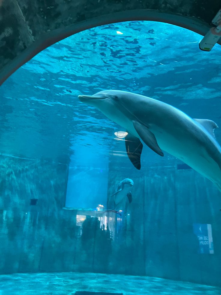 a dolphin swims under water in an aquarium