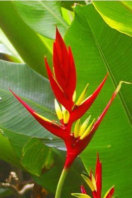 red and yellow flowers in the middle of green leaves