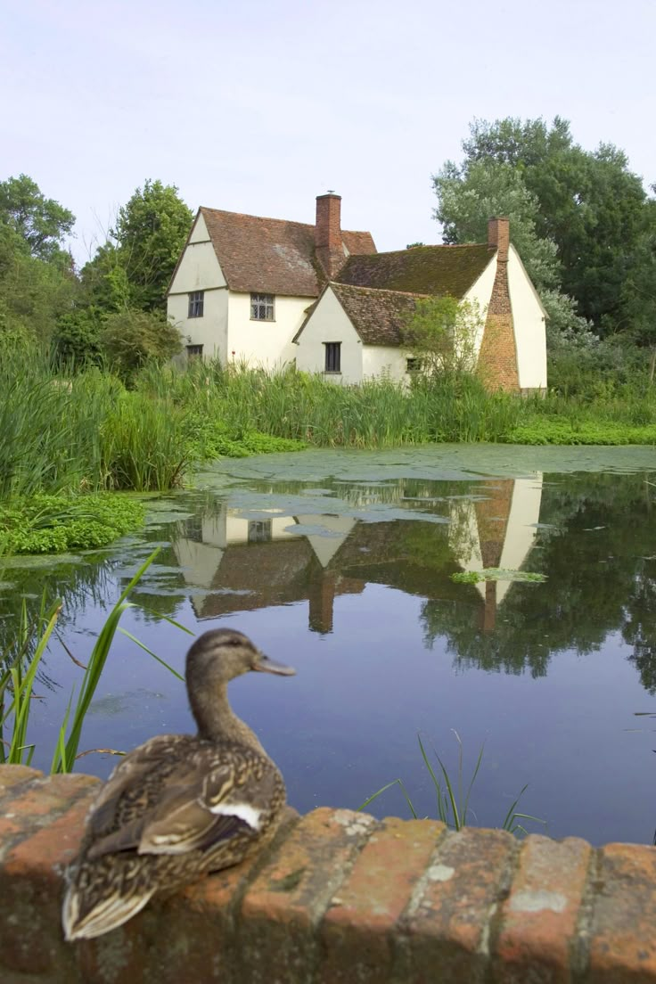 a duck sitting on top of a brick wall next to a pond