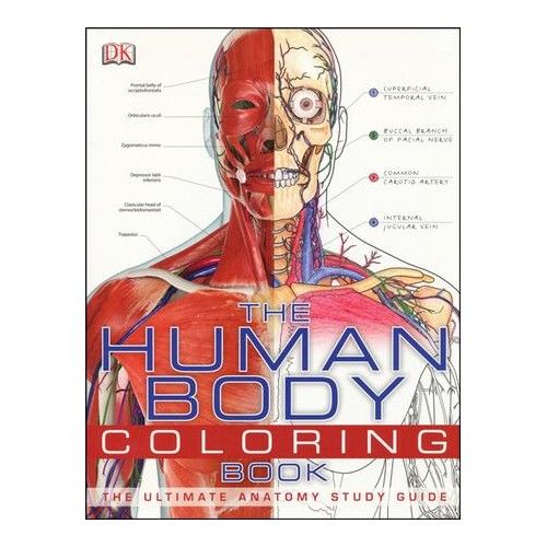 the human body coloring book with an image of the torso and neck, including muscles