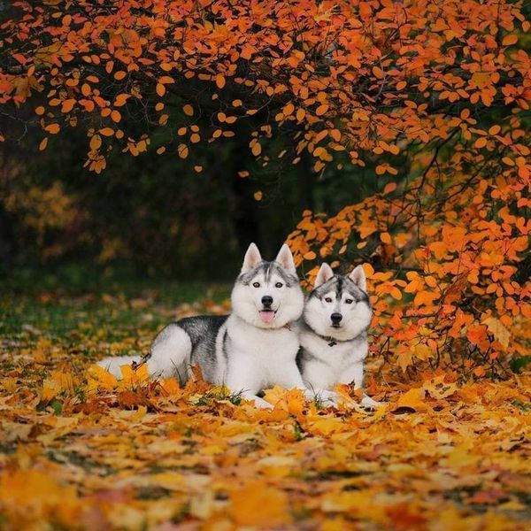 two husky dogs are laying in the leaves near a tree with orange and yellow leaves