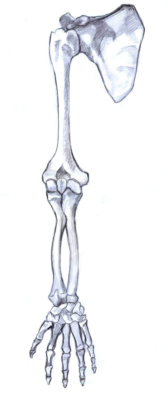 a drawing of a human skeleton with the lower arm extended