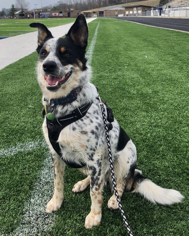 a black and white dog sitting on top of a green field