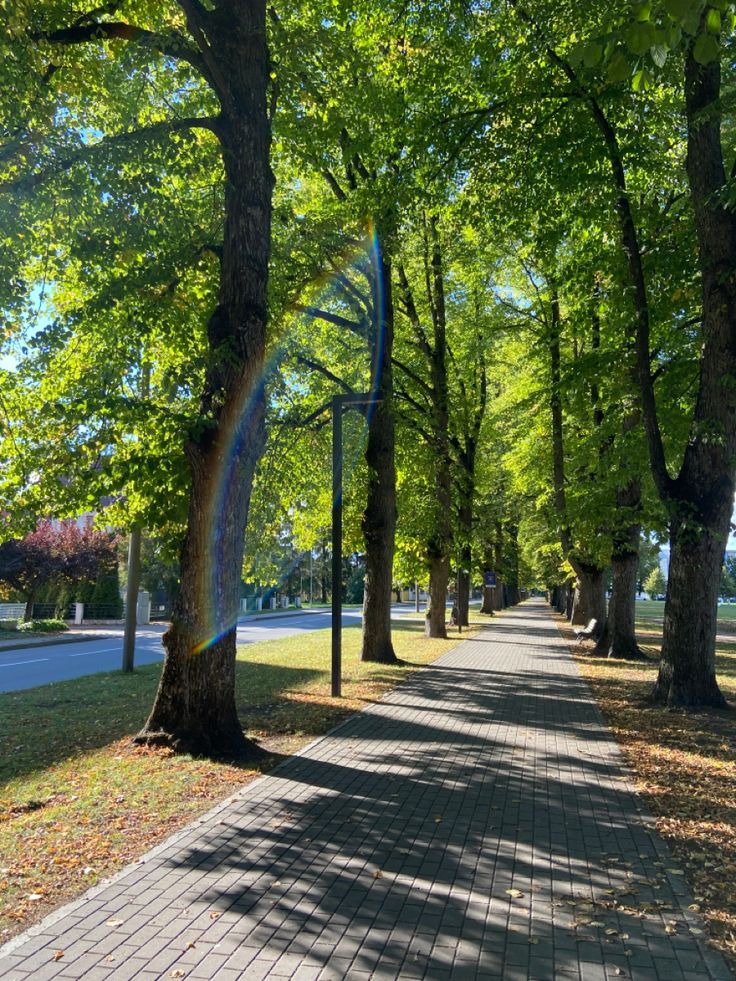 a tree lined sidewalk in the middle of a park