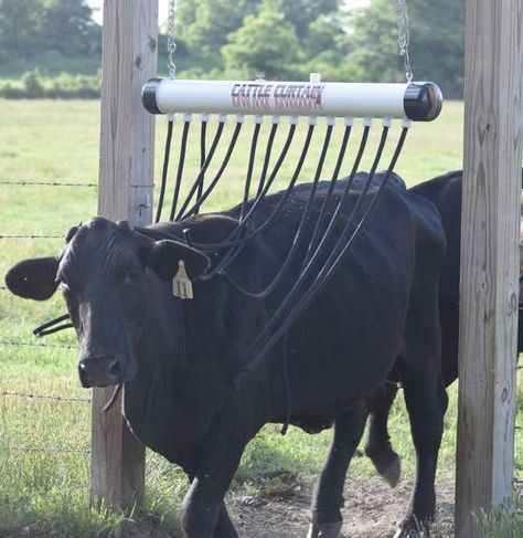 a black cow is tied up to a post in a fenced area with grass and trees behind it