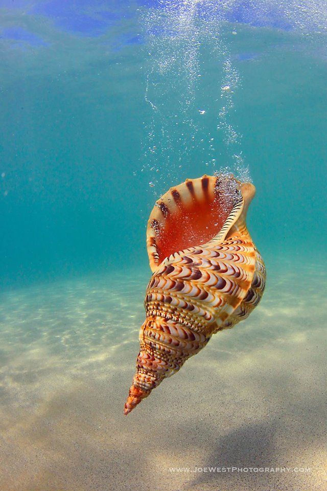 an underwater view of a sea shell in the water