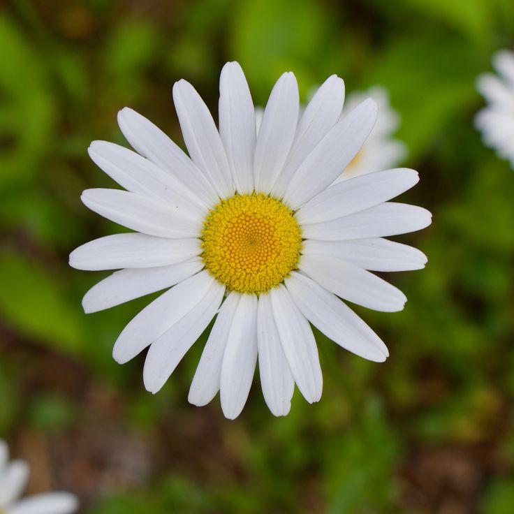 a white flower with yellow center surrounded by other flowers in the background and green leaves