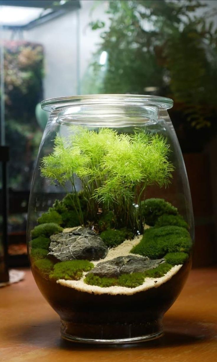 an aquarium with moss and rocks in it