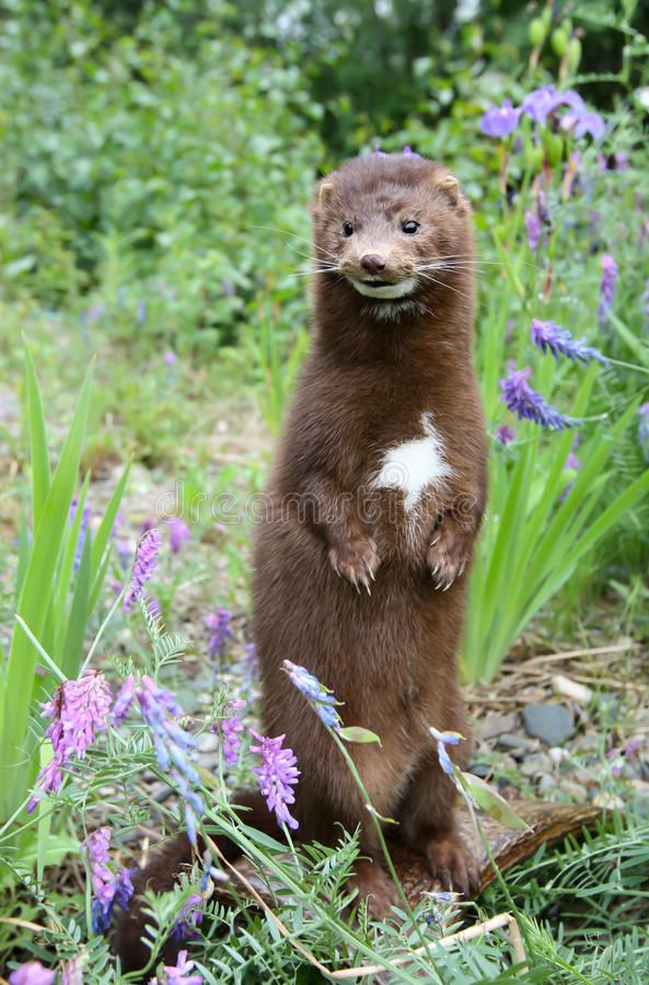 an otter standing on its hind legs in the grass with purple flowers around it and looking at the camera