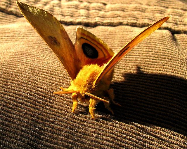 a close up of a moth on a couch