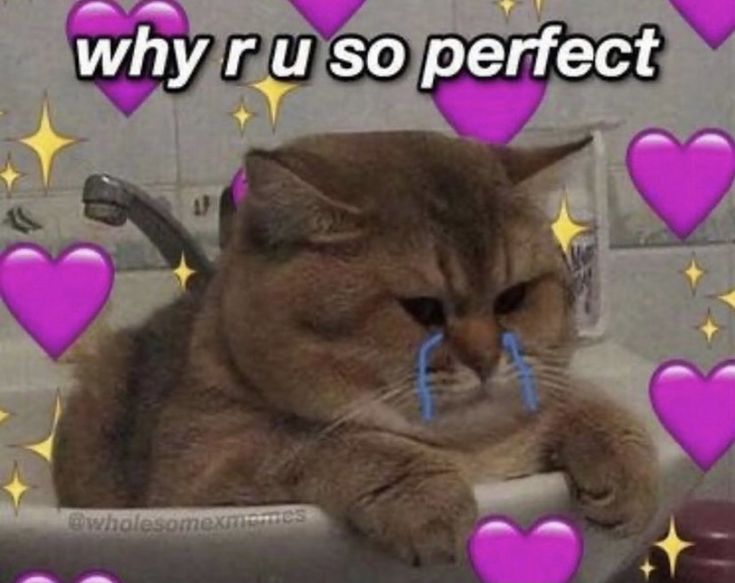 a cat is sitting in a sink with hearts around it and the caption says, why u so perfect?