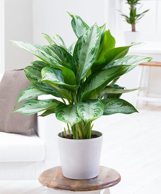 a potted plant sitting on top of a table in front of a white couch