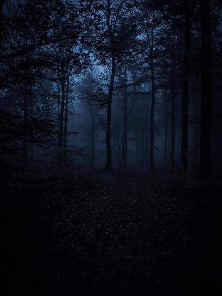 a dark forest with lots of trees and leaves on the ground in the night time