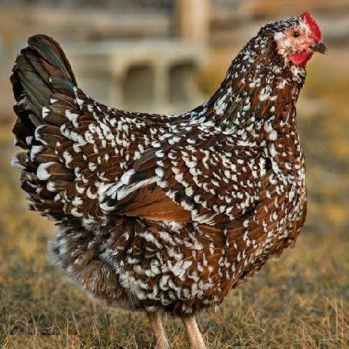 a brown and white chicken standing in the grass