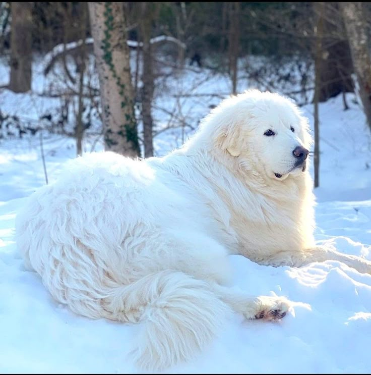 a large white dog laying on top of snow covered ground in front of some trees