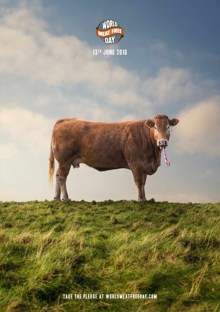 a brown cow standing on top of a lush green field next to a blue sky