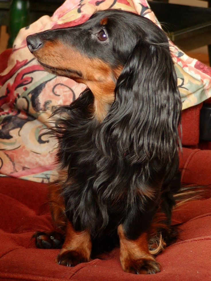 a black and brown dog sitting on top of a red chair next to a pillow