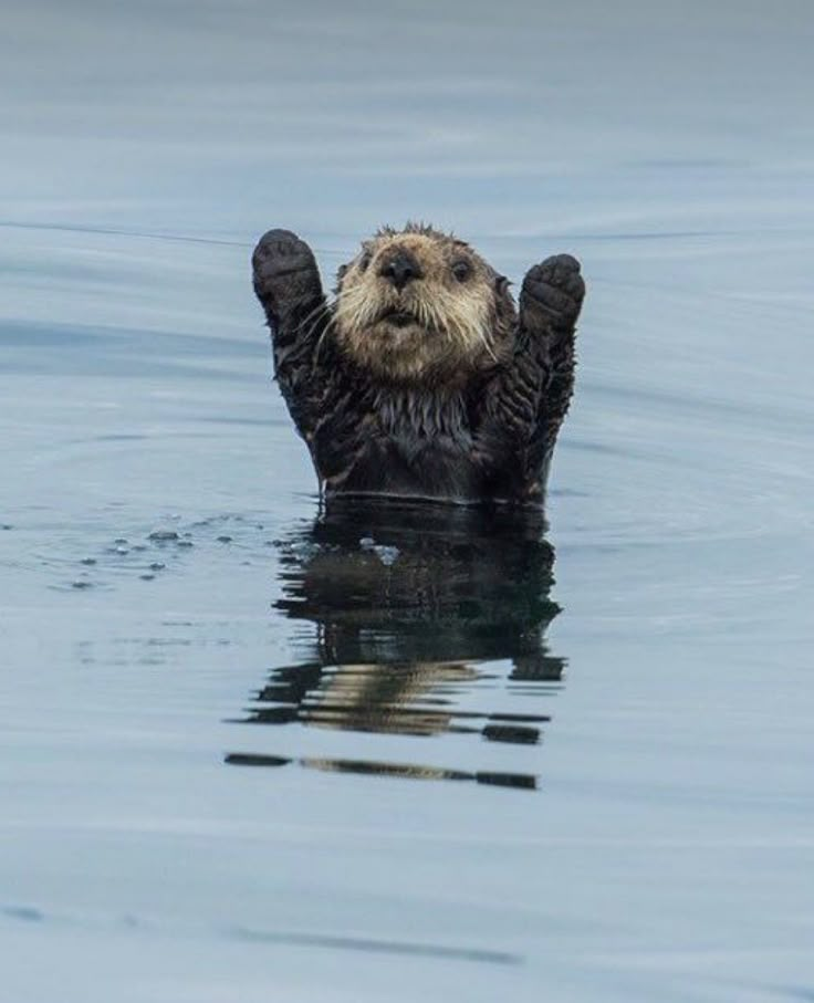 an otter is floating in the water with its paws up