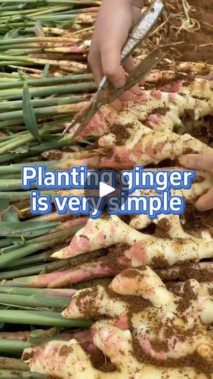 someone cutting up some food on top of green beans and other vegetables that have been dug into the ground