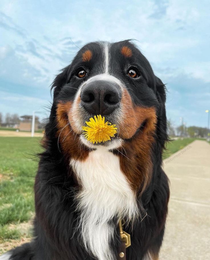 a close up of a dog with a flower in its mouth and grass in the background