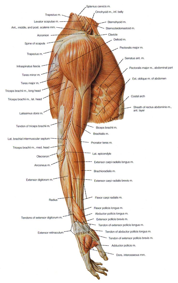 the muscles are labeled in this diagram