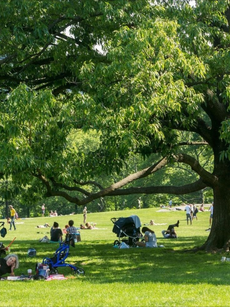 many people are sitting under the shade of trees on a sunny day in a park