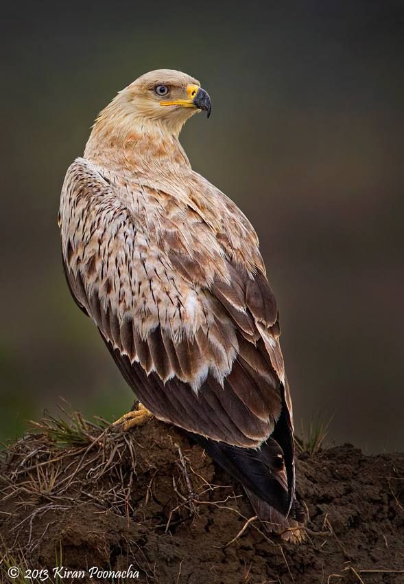 a brown and white bird sitting on top of a pile of dirt